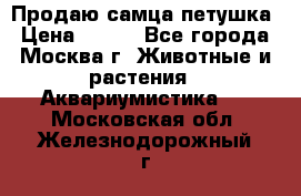 Продаю самца петушка › Цена ­ 700 - Все города, Москва г. Животные и растения » Аквариумистика   . Московская обл.,Железнодорожный г.